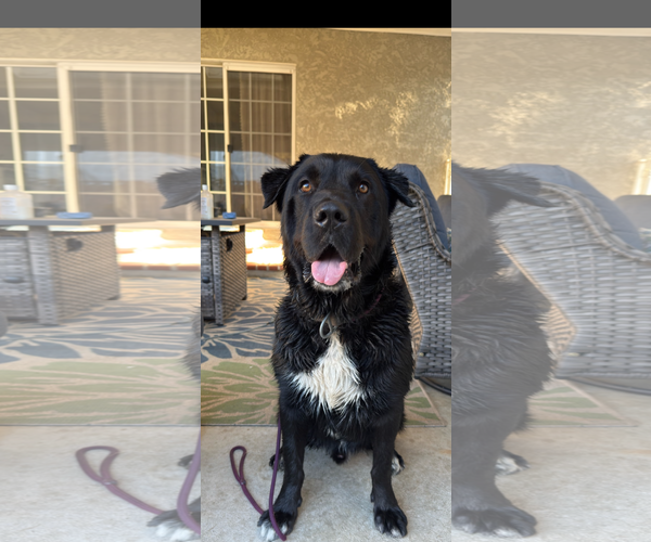 Medium Photo #3 Labrador Retriever-Unknown Mix Puppy For Sale in San Diego, CA, USA