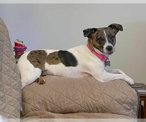 Medium Photo #12 Jack Russell Terrier-Unknown Mix Puppy For Sale in Kennesaw, GA, USA