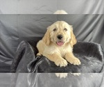 Small #11 Goldendoodle