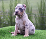 Small Photo #2 American Bully Puppy For Sale in CLEVELAND, GA, USA
