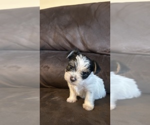 Morkie-Shorkie Tzu Mix Litter for sale in WHITNEY POINT, NY, USA