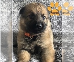 Small Photo #1 German Shepherd Dog Puppy For Sale in BENTON, IL, USA