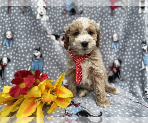 Medium Photo #5 Cock-A-Poo Puppy For Sale in LAKELAND, FL, USA