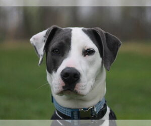 Australian Shepherd-Weimaraner Mix Dogs for adoption in Cookeville, TN, USA