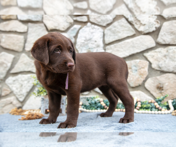 Medium Photo #12 Labrador Retriever Puppy For Sale in GOSHEN, IN, USA