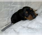 Small Photo #35 Black and Tan Coonhound-Bluetick Coonhound Mix Puppy For Sale in OAK HILLS, CA, USA