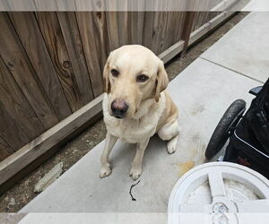 Labrador Retriever Dogs for adoption in Clovis, CA, USA