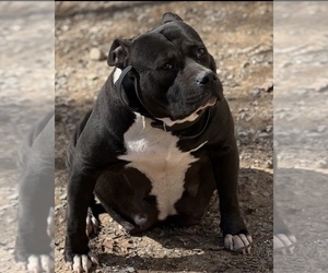 Mother of the American Bully puppies born on 03/30/2022