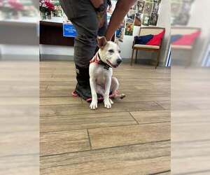Labrador Retriever-Unknown Mix Dogs for adoption in Rowlett, TX, USA