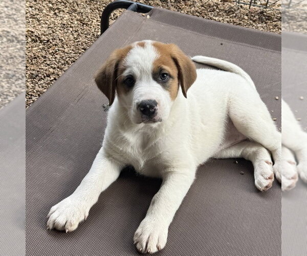 Medium Photo #3 Great Pyrenees-Mastiff Mix Puppy For Sale in Bolivar, MO, USA