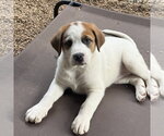 Small #2 Great Pyrenees-Mastiff Mix