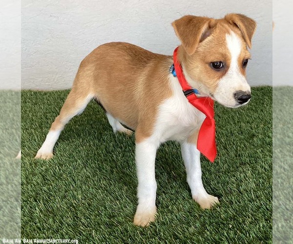 Medium Photo #3 Jug Puppy For Sale in San Diego, CA, USA