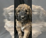 Small Photo #1 Saint Berdoodle Puppy For Sale in WASHINGTON, IA, USA