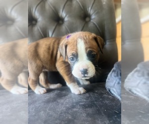 Boxer Puppy for sale in RICHMOND, CA, USA