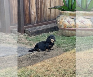 Dachshund Puppy for Sale in STEPHENVILLE, Texas USA