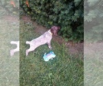 Small Photo #6 German Shorthaired Pointer Puppy For Sale in COSHOCTON, OH, USA