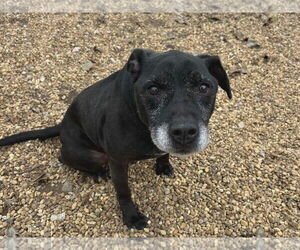 Cosmo - Male Mutt Dog for Adoption - Photo #4