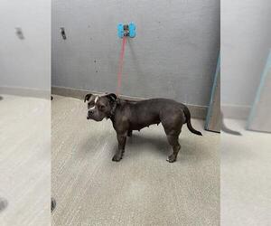 Bulldog-Unknown Mix Dogs for adoption in Las Vegas, NV, USA