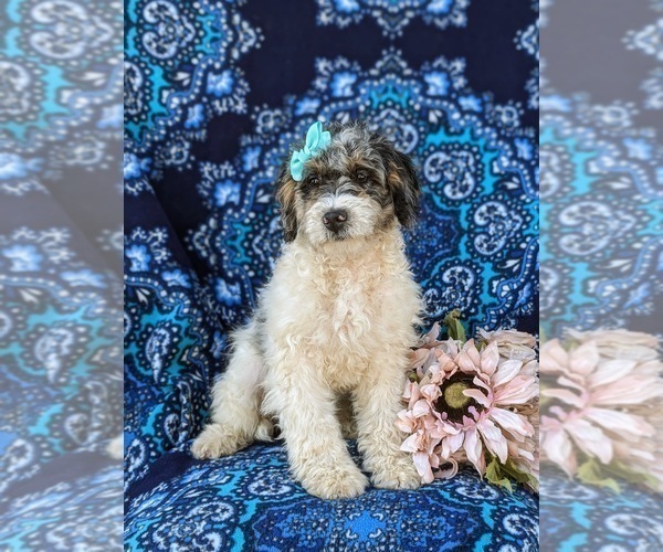 Medium Photo #3 Bernedoodle (Miniature) Puppy For Sale in OXFORD, PA, USA