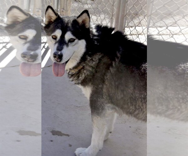 Medium Photo #4 Siberian Husky Puppy For Sale in Cedar Crest, NM, USA