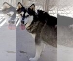 Small #3 Siberian Husky