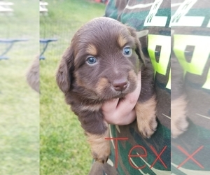 Australian Shepherd-Dachshund Mix Puppy for sale in GILMER, TX, USA