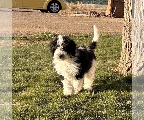 Medium Photo #1 Miniature Bernedoodle Puppy For Sale in LONGMONT, CO, USA