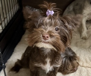 Yorkshire Terrier Puppy for sale in SCHERTZ, TX, USA