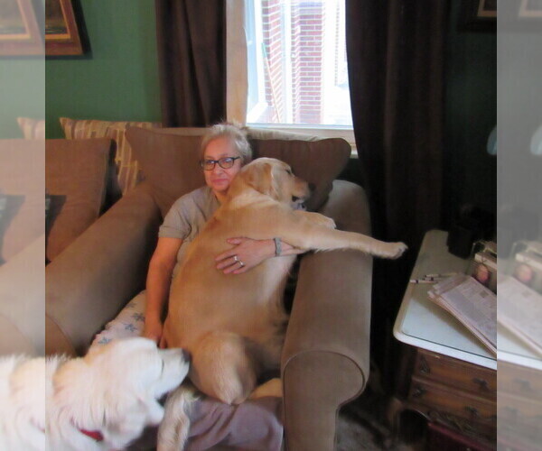 Medium Photo #101 English Cream Golden Retriever Puppy For Sale in NORTHWOOD, OH, USA