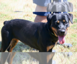 Small Rottweiler