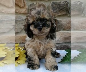 Cocker Spaniel-Poodle (Miniature) Mix Puppy for sale in FREDERICKSBURG, OH, USA