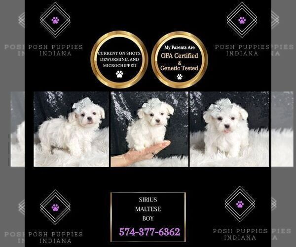 Medium Photo #101 Maltese Puppy For Sale in WARSAW, IN, USA