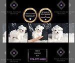 Small Photo #101 Maltese Puppy For Sale in WARSAW, IN, USA