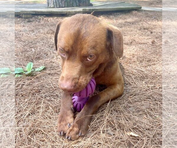 Medium Photo #3 Chesapeake Bay Retriever-Chocolate Labrador retriever Mix Puppy For Sale in Anniston, AL, USA
