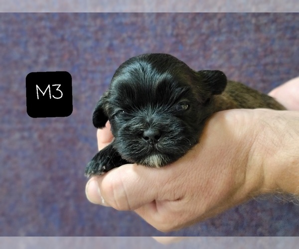 Medium Photo #6 Shih Tzu Puppy For Sale in MANES, MO, USA
