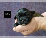 Small Photo #6 Shih Tzu Puppy For Sale in MANES, MO, USA