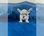 Small Photo #3 French Bulldog Puppy For Sale in CLIVE, IA, USA