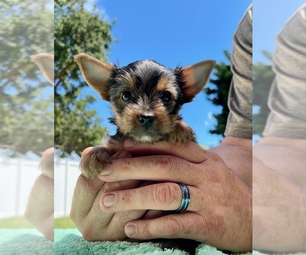 Medium Photo #3 Yorkshire Terrier Puppy For Sale in MADEIRA BEACH, FL, USA