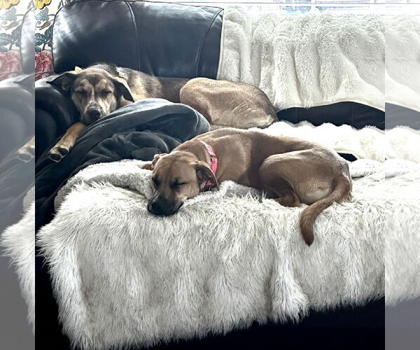 Medium Photo #13 Mutt Puppy For Sale in Fargo, ND, USA