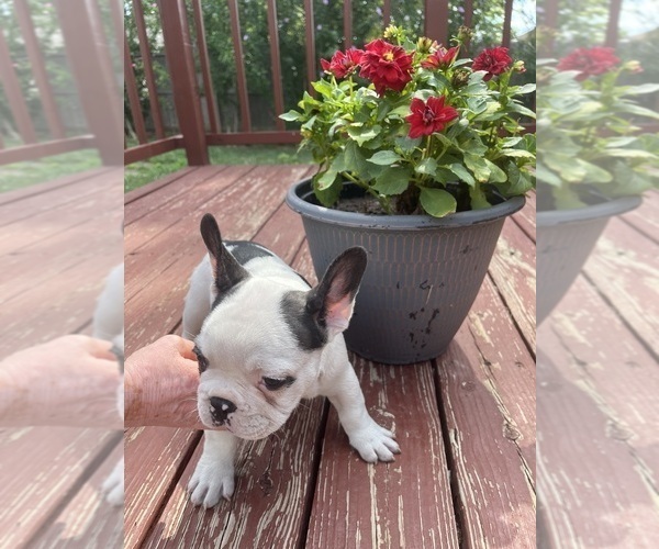 Medium Photo #46 French Bulldog Puppy For Sale in KANSAS CITY, MO, USA