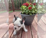 Small Photo #11 French Bulldog Puppy For Sale in KANSAS CITY, MO, USA