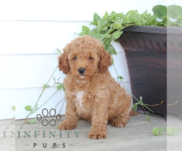 Medium Photo #4 Poodle (Miniature) Puppy For Sale in KIRKWOOD, PA, USA