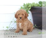 Small #3 Poodle (Miniature)