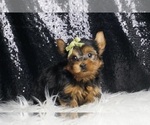 Small #3 Yorkshire Terrier
