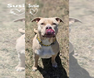 Susie - Female American Pit Bull Terrier-Unknown Mix Dog for Adoption - Photo #5