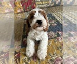 Small Photo #3 Cavapoo Puppy For Sale in JASPER, IN, USA