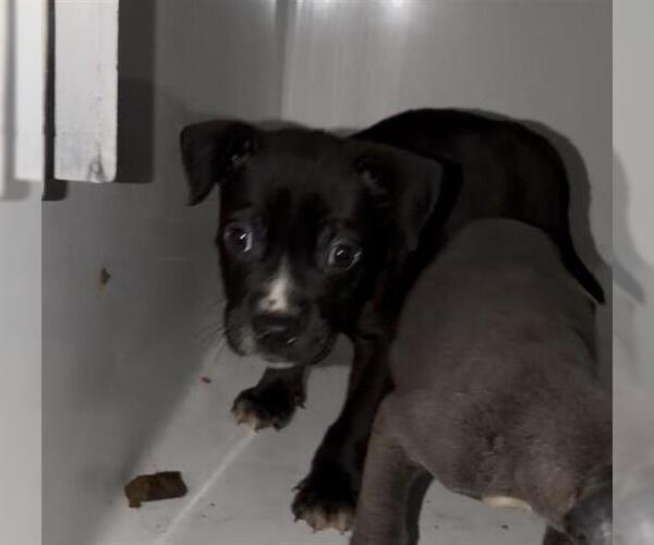 Medium Photo #1 Labrador Retriever-Unknown Mix Puppy For Sale in Houston, TX, USA