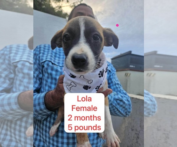 Medium Photo #1 Chihuahua-Labrador Retriever Mix Puppy For Sale in Virginia Beach, VA, USA