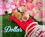 Puppy Dollar YorkiePoo