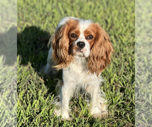 Father of the Cavalier King Charles Spaniel puppies born on 02/19/2023